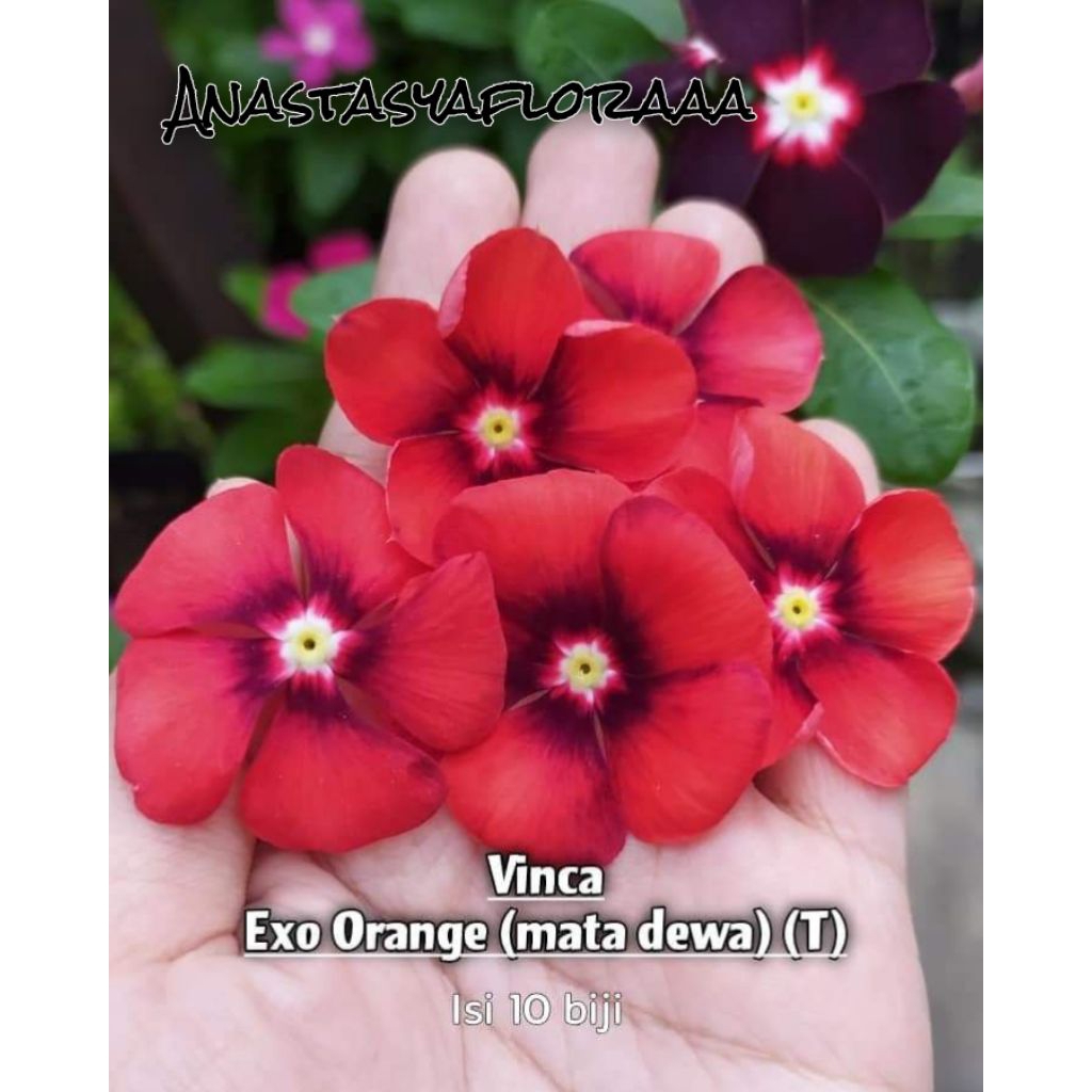Tanaman hias vinca - Vinca exo orange - Tapak dara
