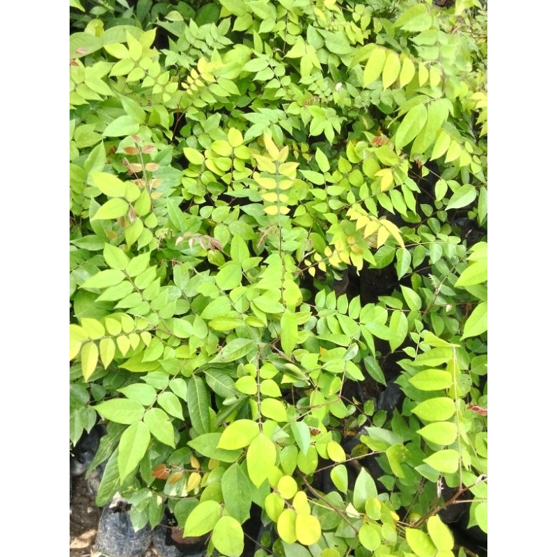 

belimbing Bangkok madu hasil okulasi