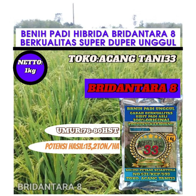 BIBIT BENIH PADI HIBRIDA BRIDANTARA 8 PER 1KG.