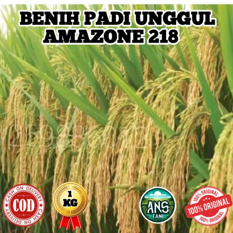 BENIH PADI UNGGUL AMAZONE 218 KEMASAN 1KG
