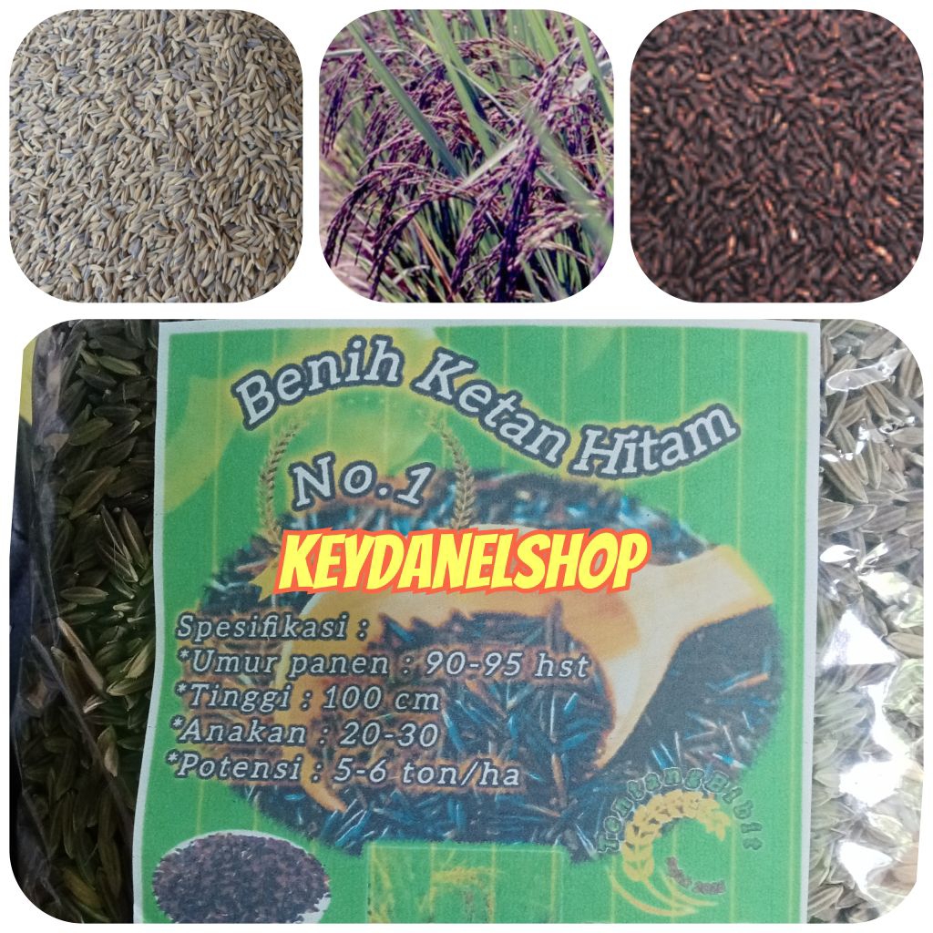 

padi ketan hitam premium / ketan hitam 500 gram