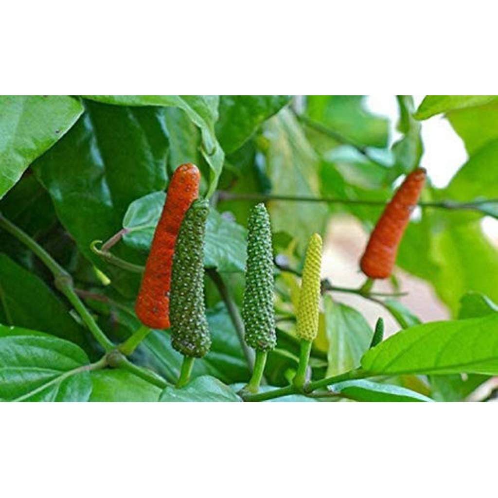 

Cabe Jawa - cabe jamu - tanaman herbal - obat tradisional