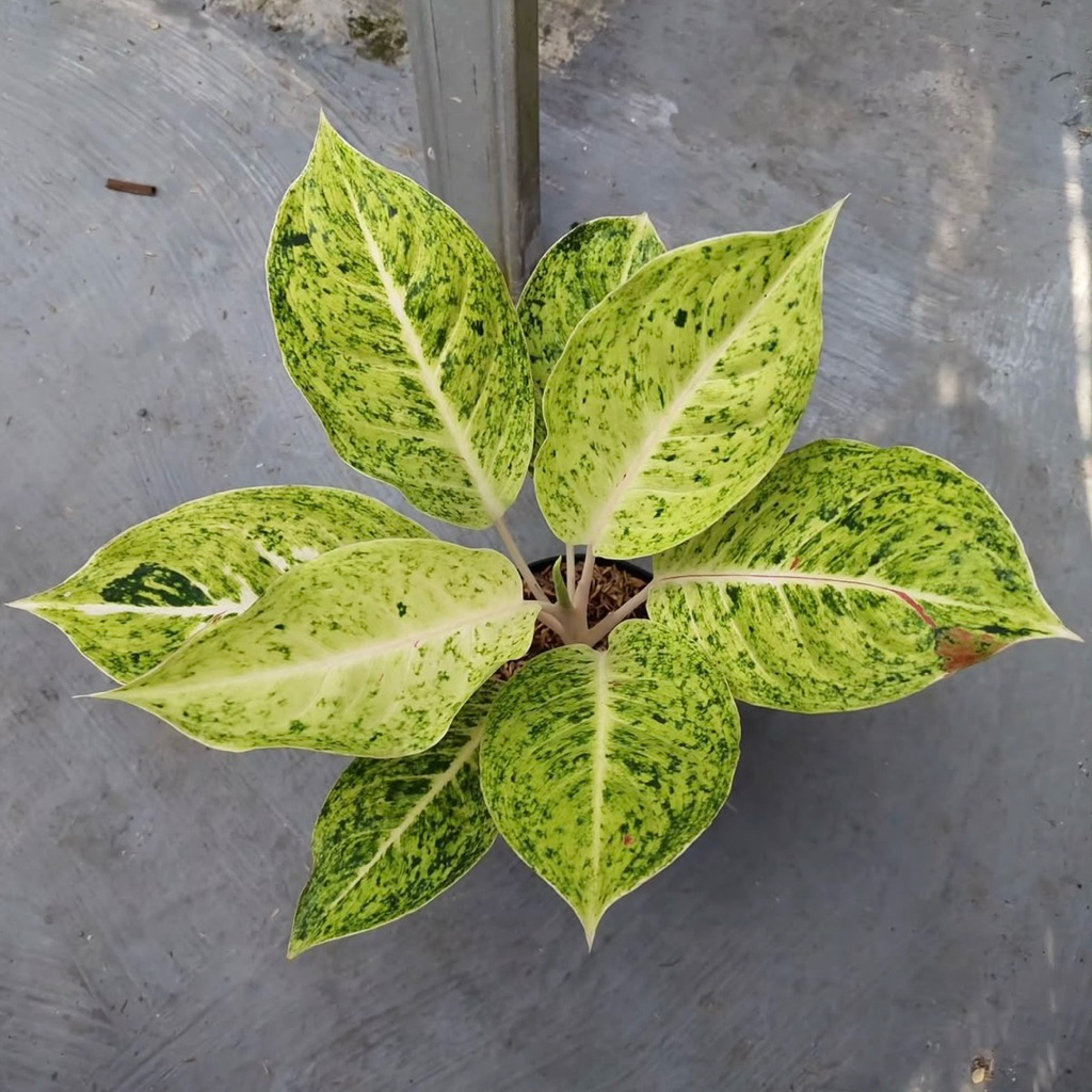 Tanaman hias aglonema striptis white - Aglonema striptis white