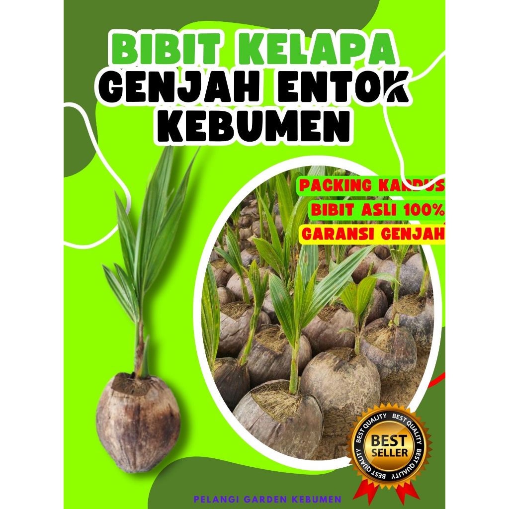 TERBAIK.. Pokok Buah Kelapa Tua Bulat, Pokok Buah Kelapa Tua Utuh, Pokok Buah Kelapa Tua Kupas