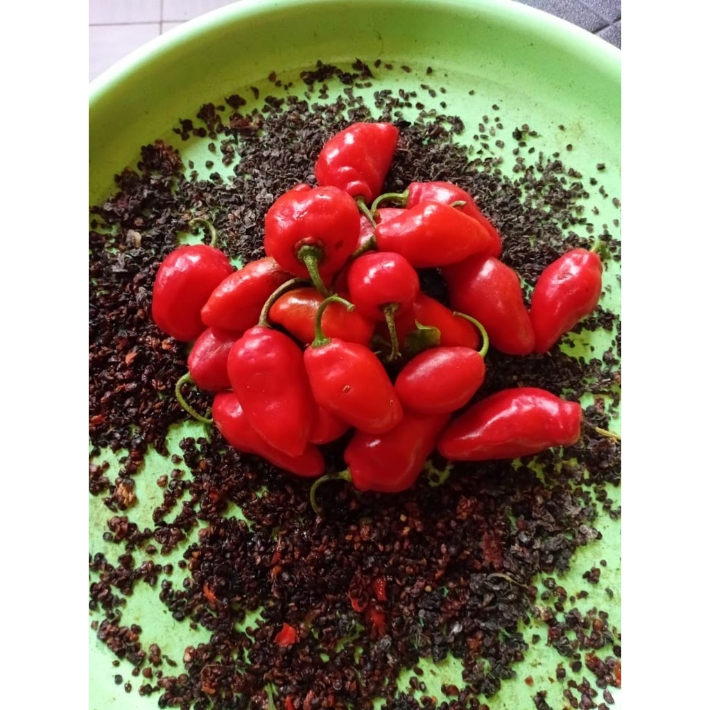 

Paket Hemat Spesial 200 Biji Cabe Gendot Asli Pilihan Benih