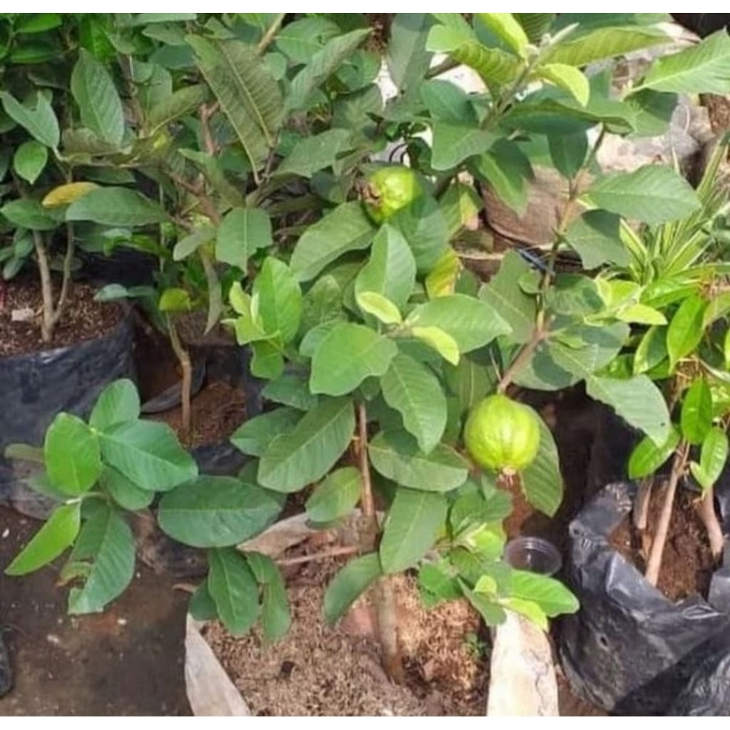 Bibit Jambu Kristal Jumbo Tanpa Biji Hasil Cangkok