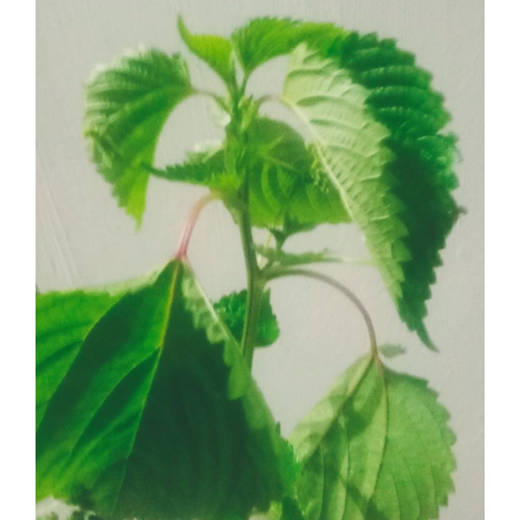 

tanaman herbal kering netel, daun jambu, sirsak, ceri jawa, serai