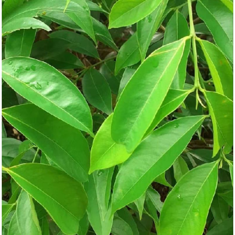 

Daun Mahkota dewa 100 lembar