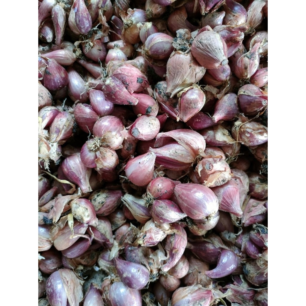 

Bawang Merah Lokal Nganjuk
