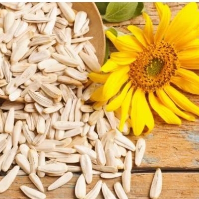 BENIH/BIJI BUNGA MATAHARI MAMMOTH GREY STRIPE (25 butir)