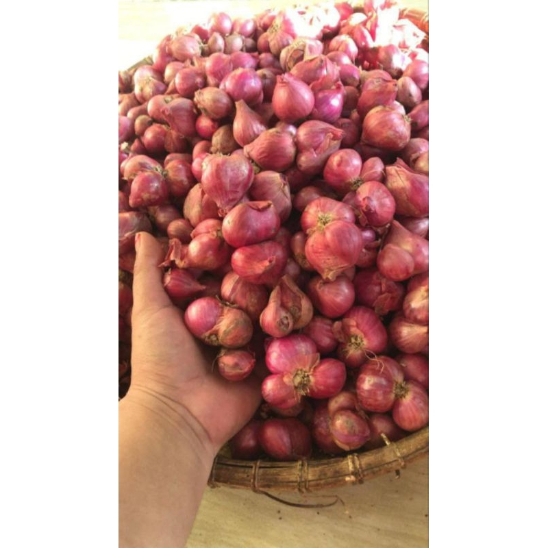 

bawang merah enrekakang