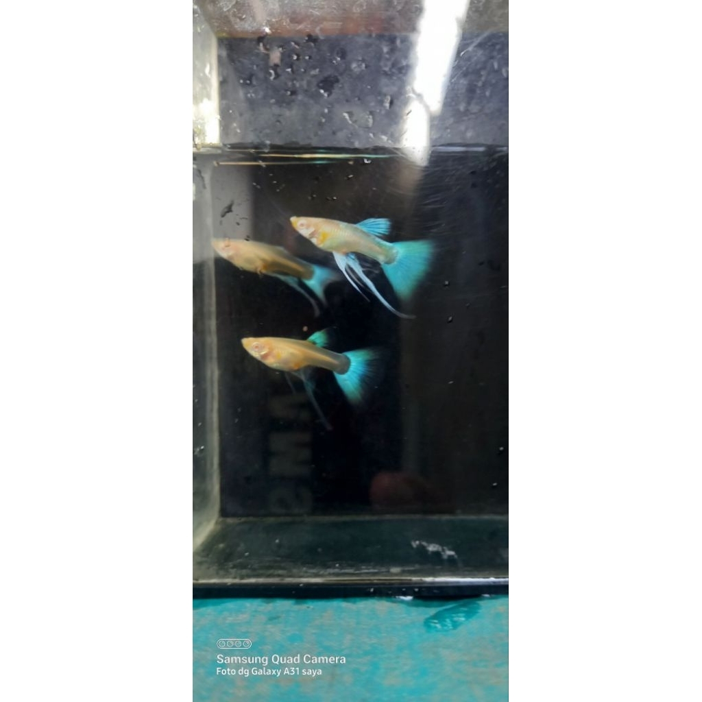 Sticker guppy sky blue ribbon indukan (sepasang)