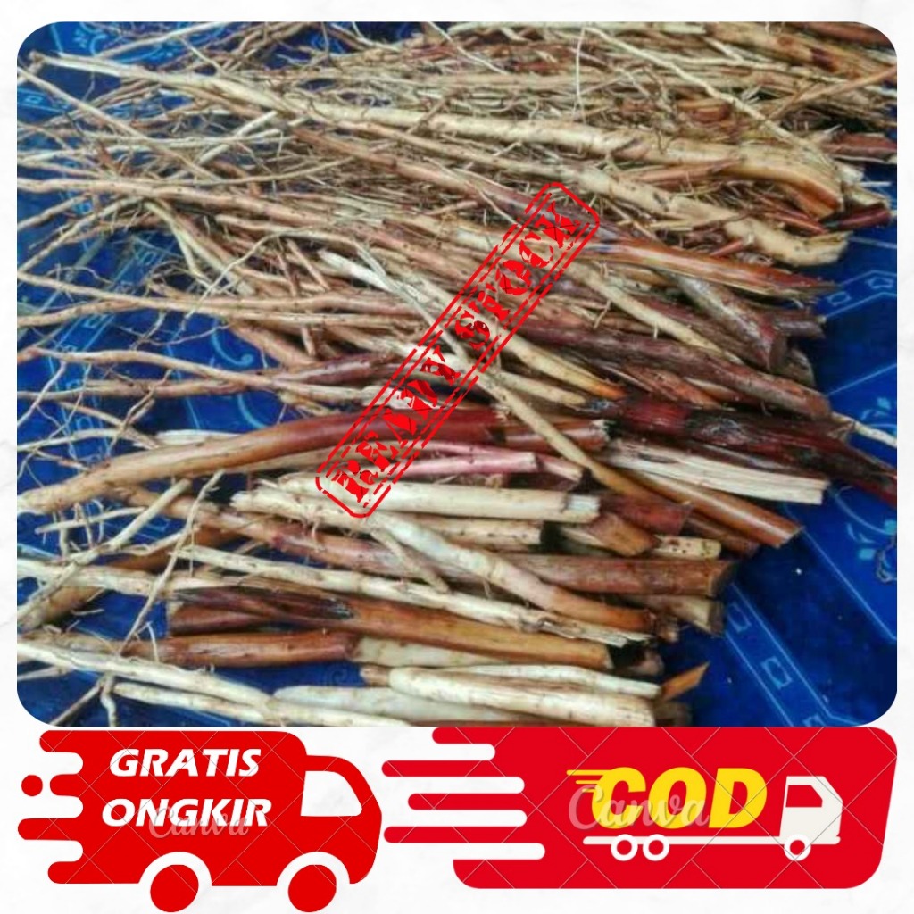 

Promo 250gram akar pinang/akar jame segar premium