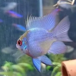 ikan blue elektrik balon | ramirezi