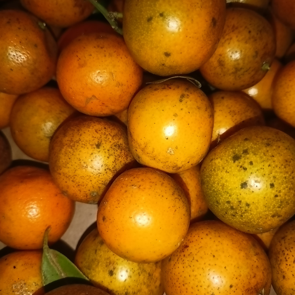 

Jeruk Sonkit Pontianak Fresh | Baru Petik dari Kebun | Jeruk Peras, Jeruk Kasturi, Jeruk Kunci, Kalamansi, Lemon Cui