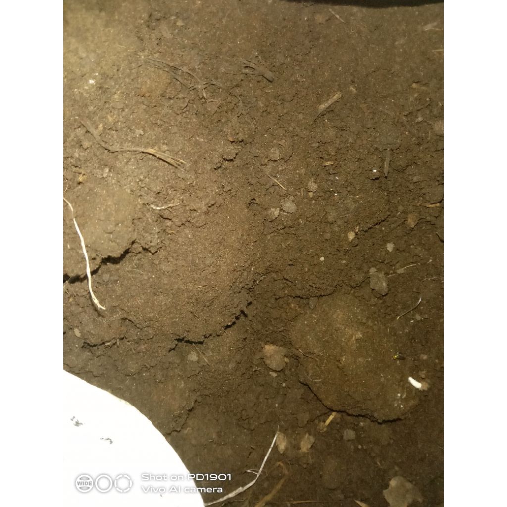 spora kotoran sapi 500gr