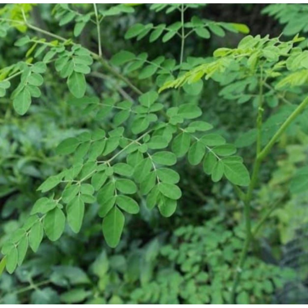 

PROMO DAUN KELOR SEGAR 500g