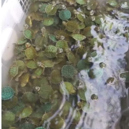 kura-kura ninja / kura-kura res brazil / reptile / kura-kura hijau