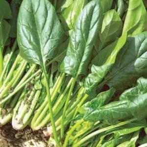 

HORENZO POLING / BAYAM JEPANG 1 IKAT