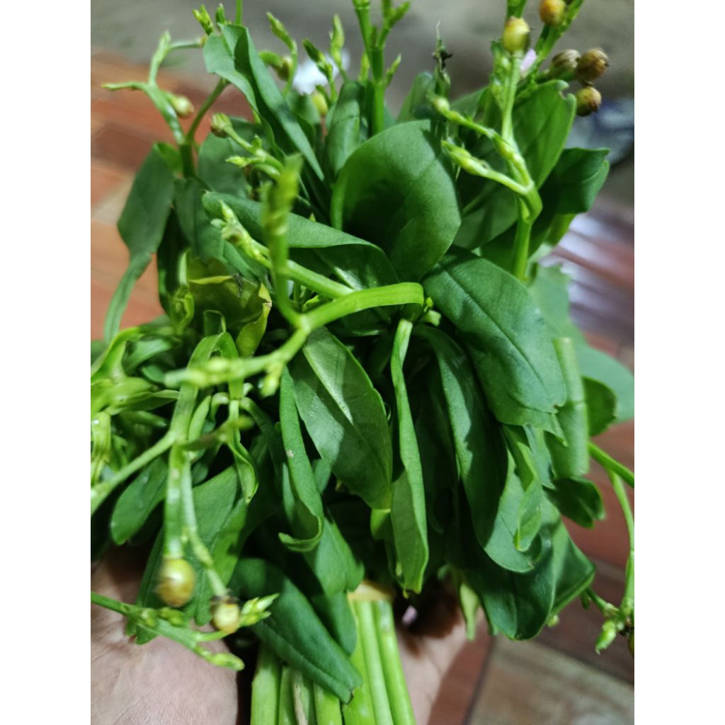

daun gingseng segar
