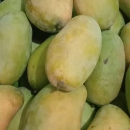 

Mangga Budi Raja 2 Buah berat 1,2 kg - 1,3 kg ( Jumbo )