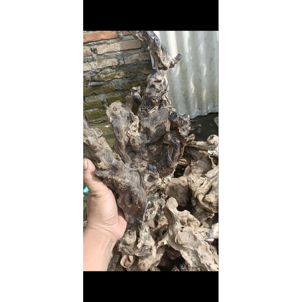 kayu rentek aquascape sudah tenggelam