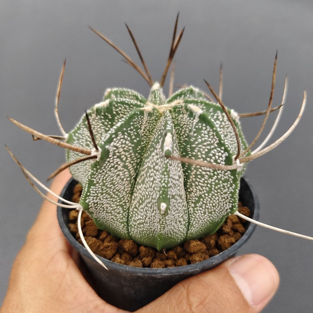 Tanaman Kaktus Astrophytum capricorne duri lebat