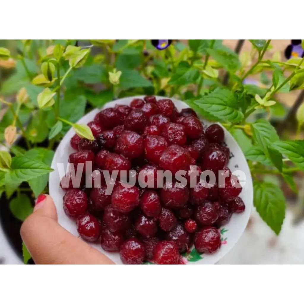 

manisan cerme Cermai ceremei 500 gram termurah