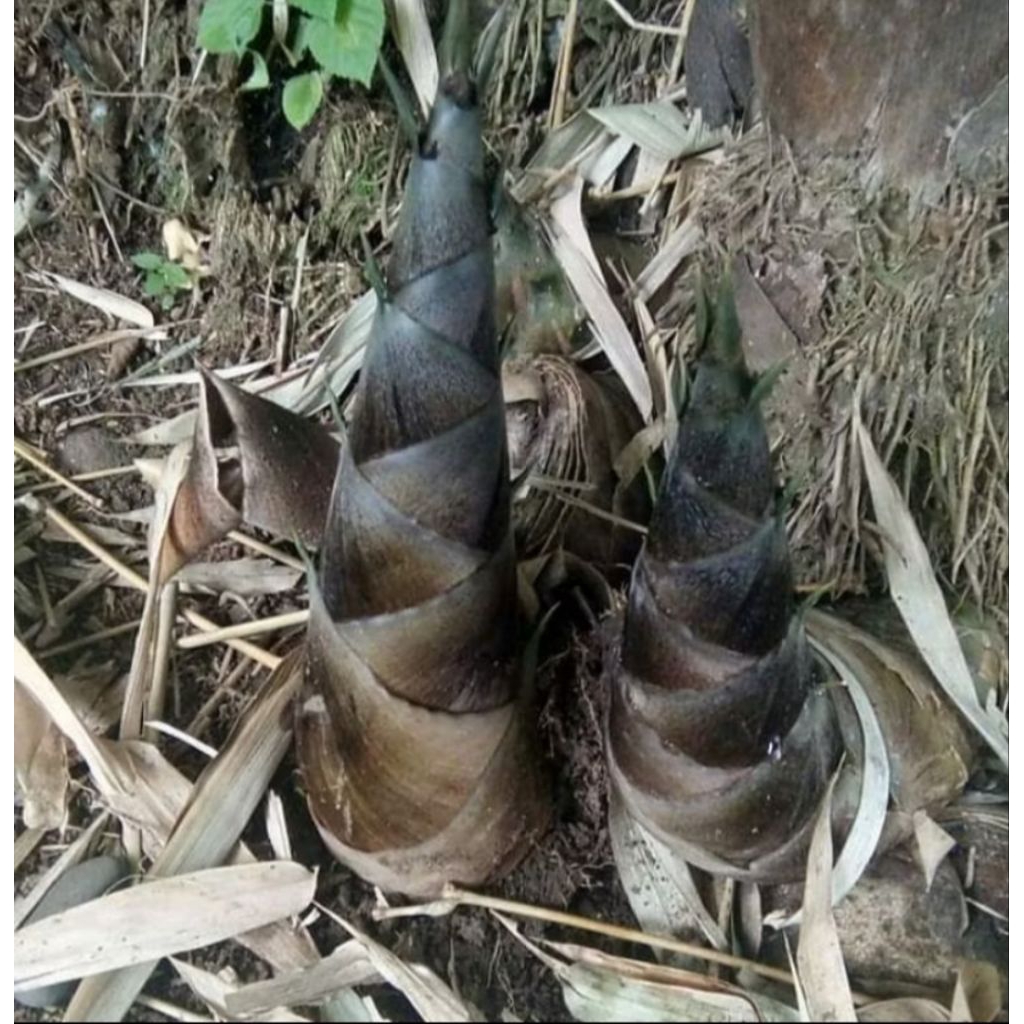 

rebung bambu/iwung bambu segar 500gram