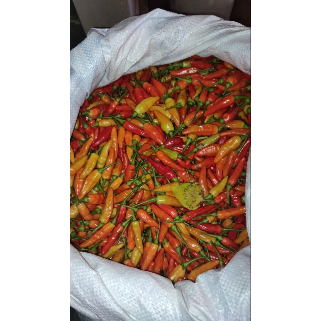 

cabai_ori_cabai_sret_fresh_langsung_dari_petani_pesan_baru_dipetikan