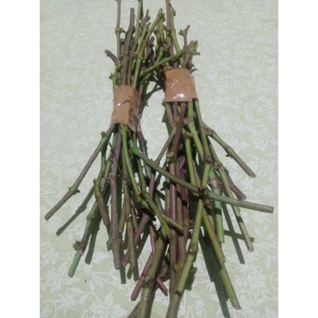 Paket Entres Anggur import 8 Varian & RS SO4 + CN