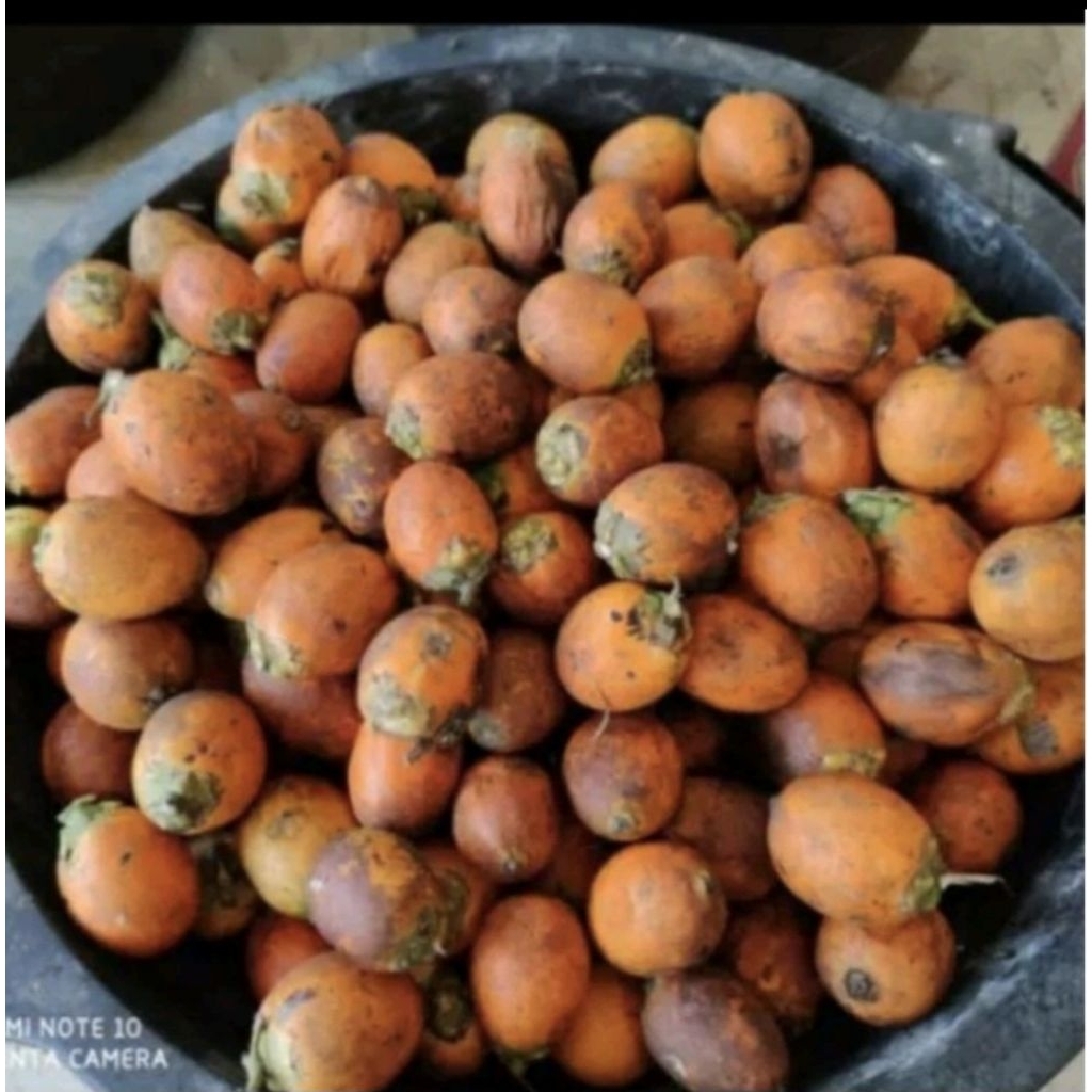 

pinang tua/jambe tua /herbal alami