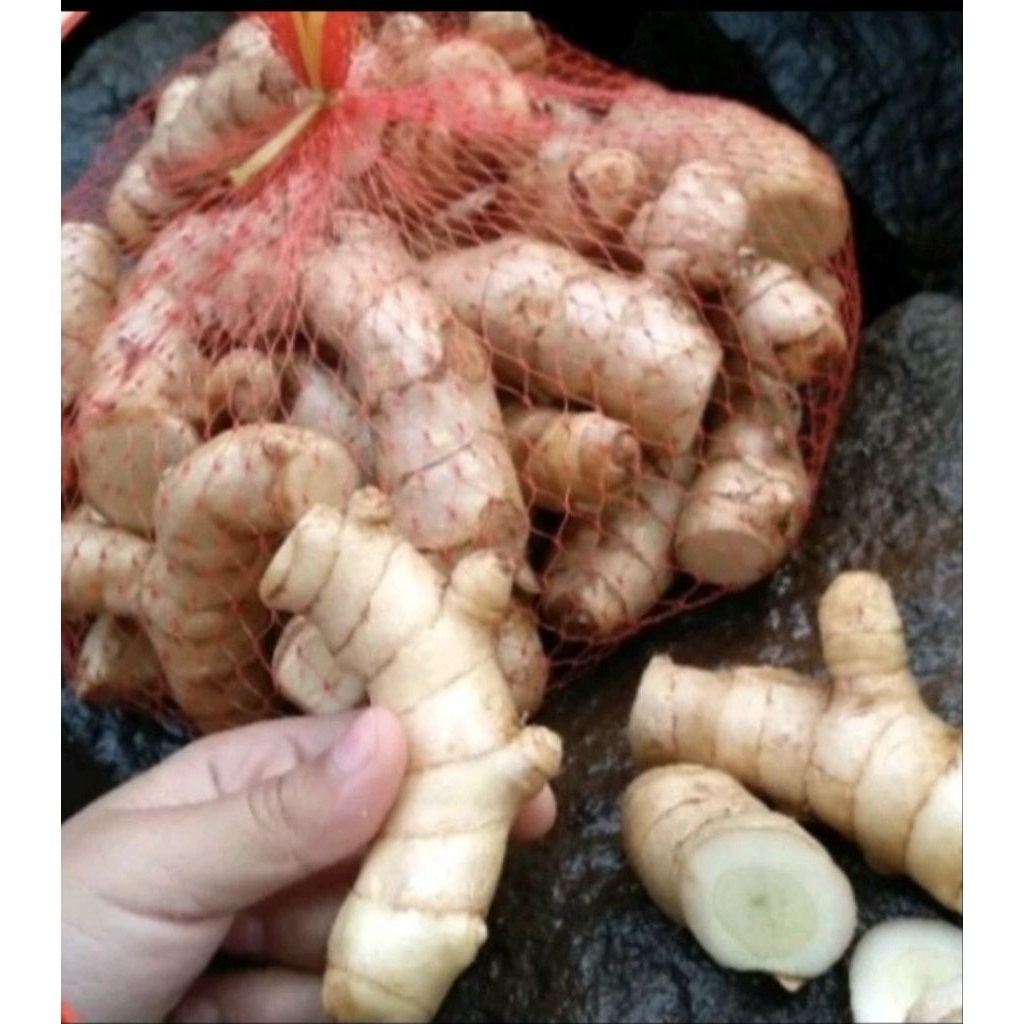 

temu putih /kuning putih herbal alami