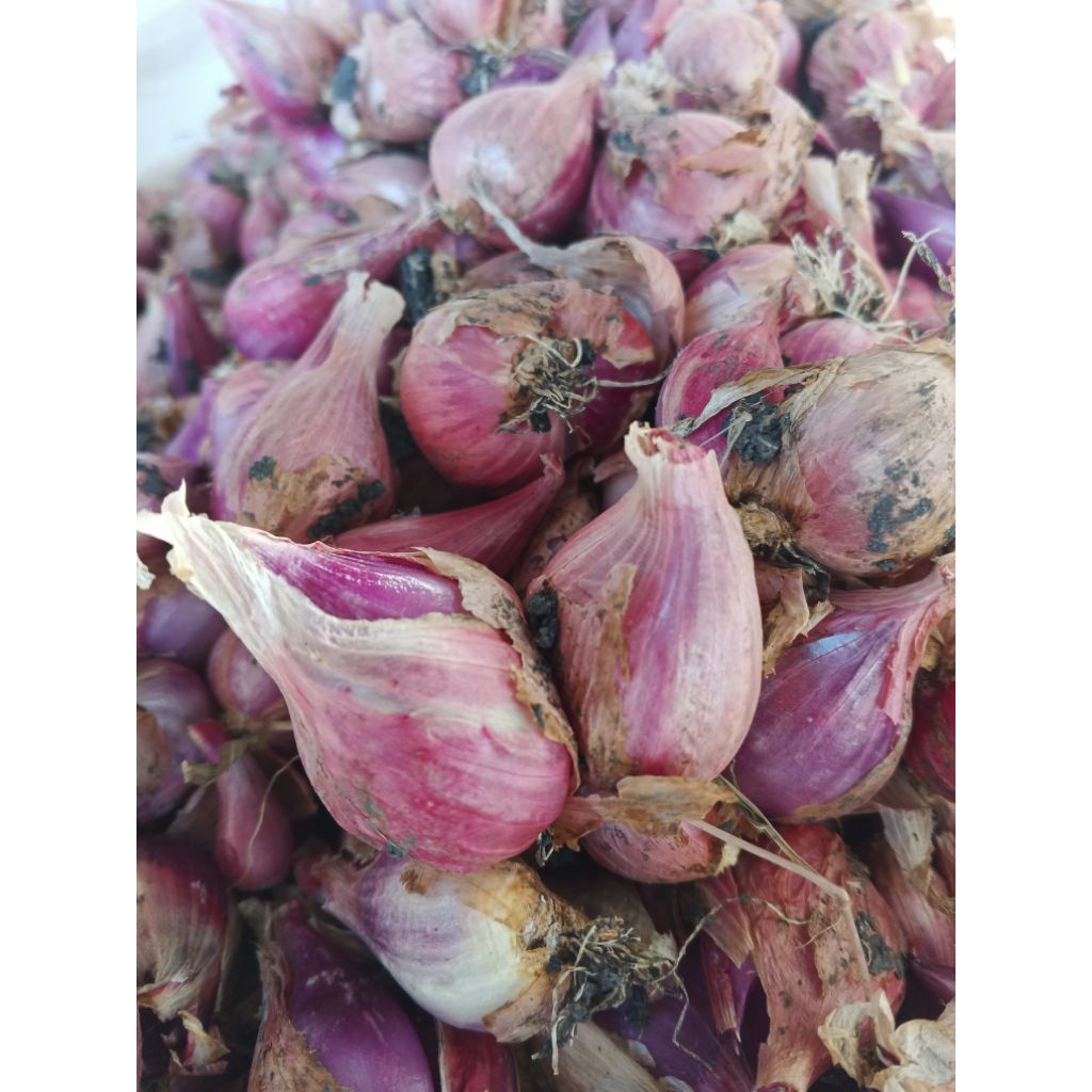 

Bawang Merah Fresh Berkualitas 1Kg / Pengiriman jarak jauh aman