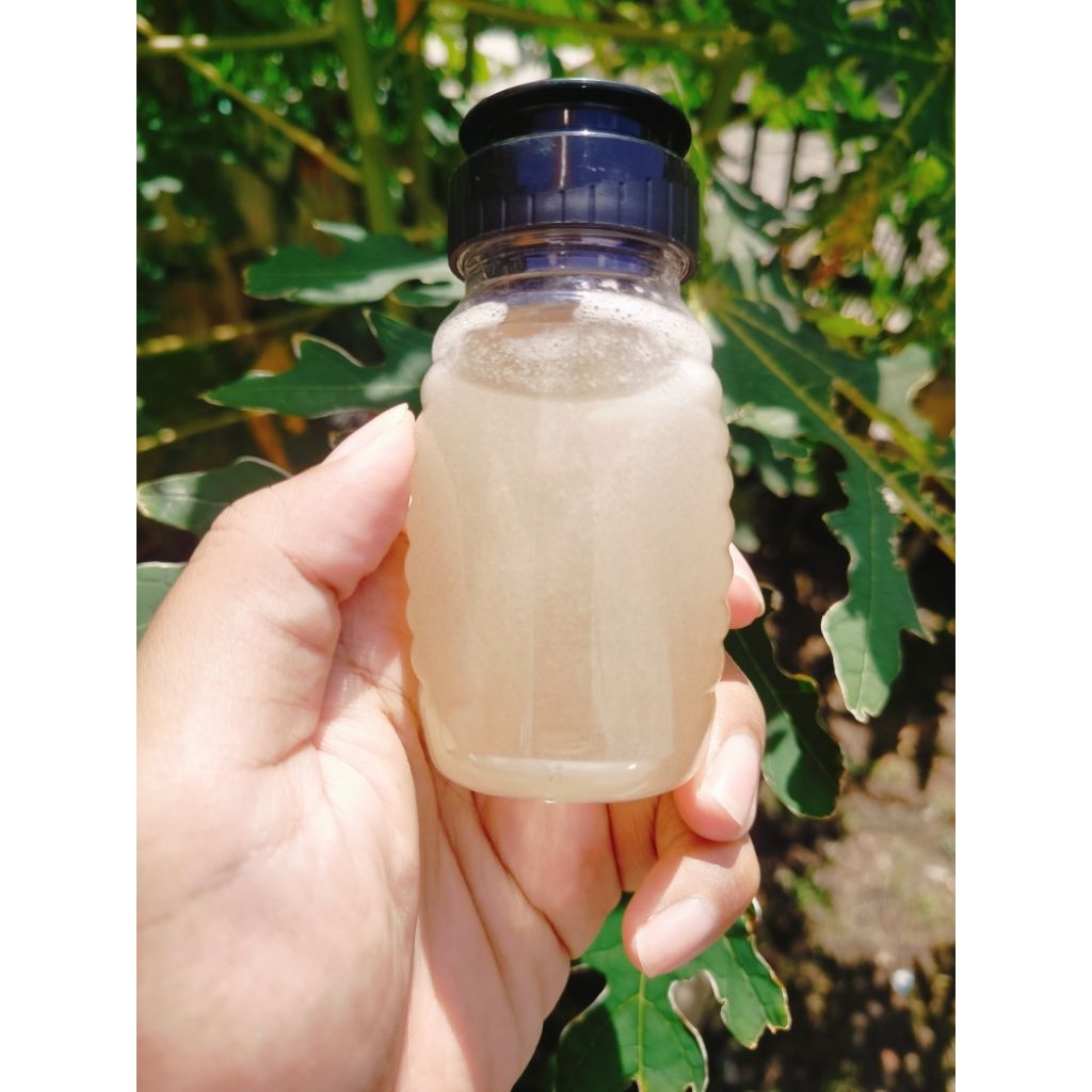 

Madu putih Asli