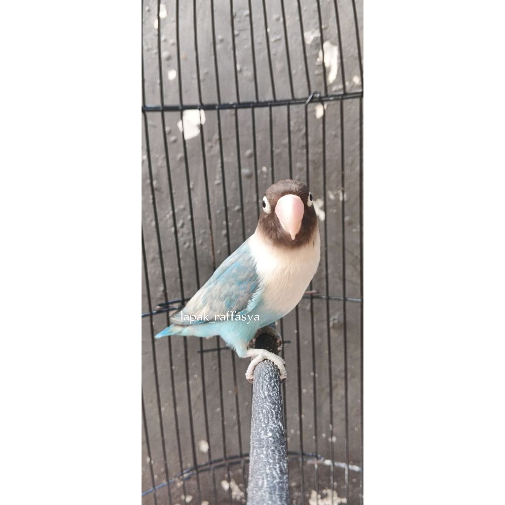 lovebird pastel biru personata dewasa