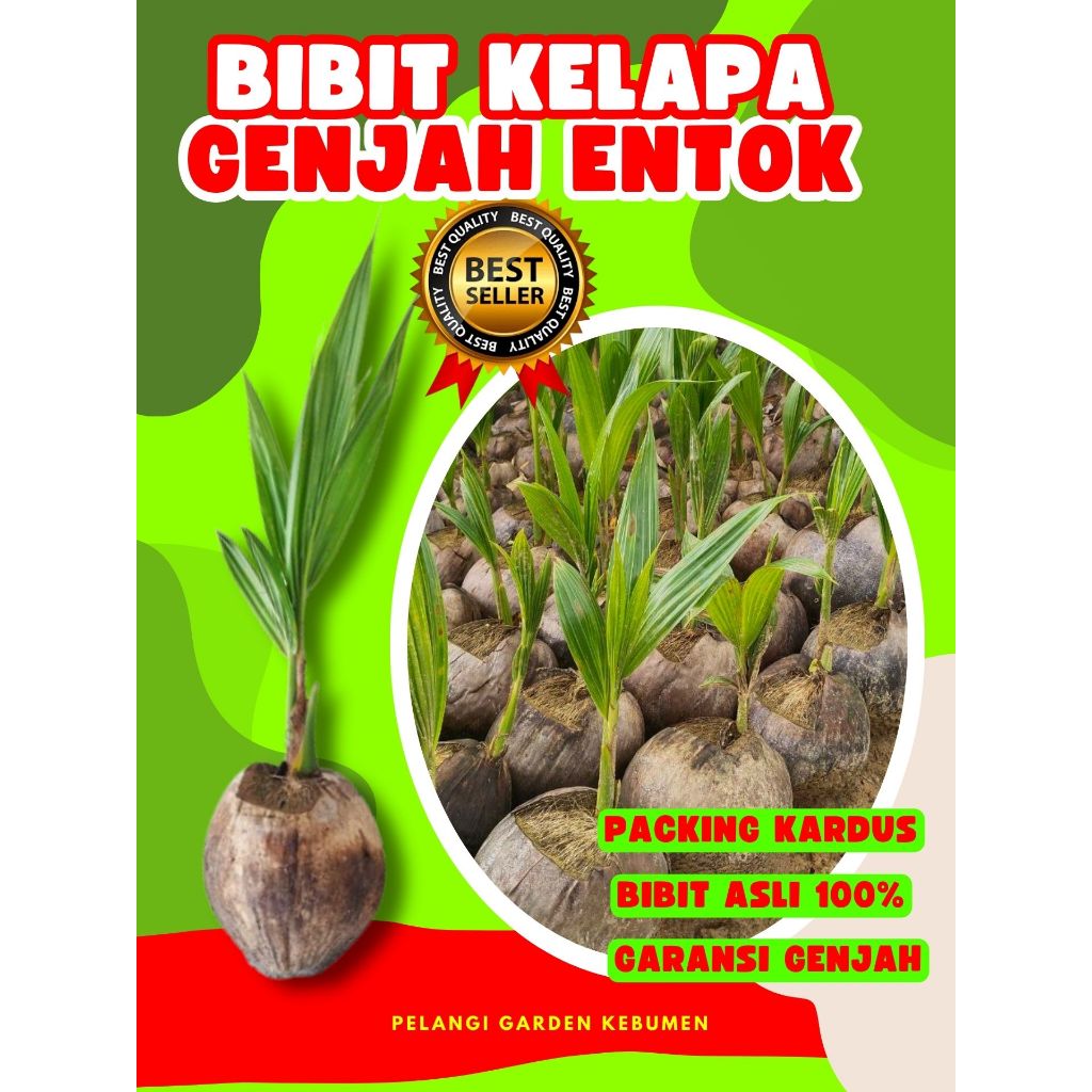 CEPAT BUAH..  Tanaman Buah Kelapa Genjah Entok Kebumen, Tanaman Buah Kelapa Genjah Entok, Tanaman Bu