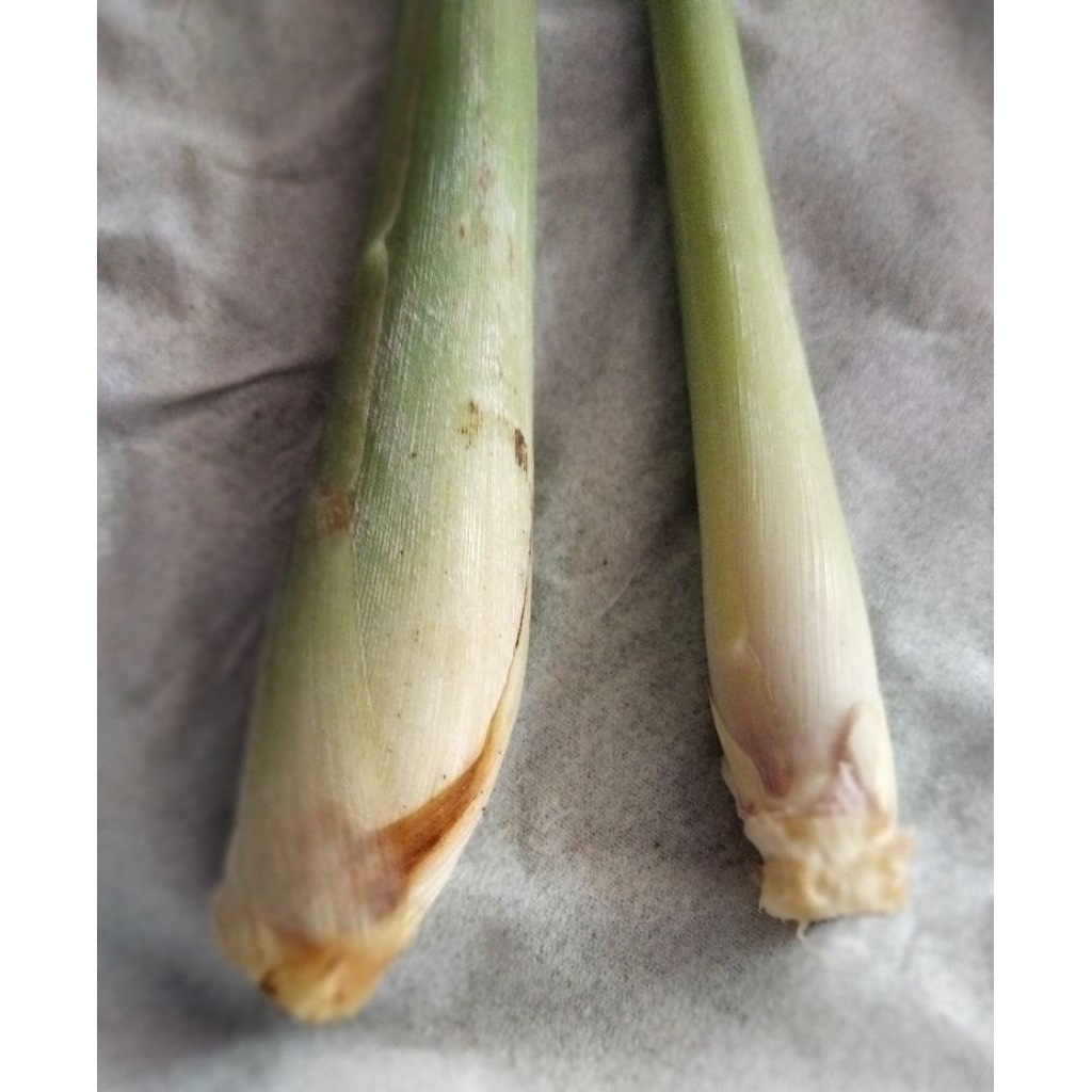 

Serei Segar – Tanaman Serbaguna untuk Masakan & Kesehatan per 250gr