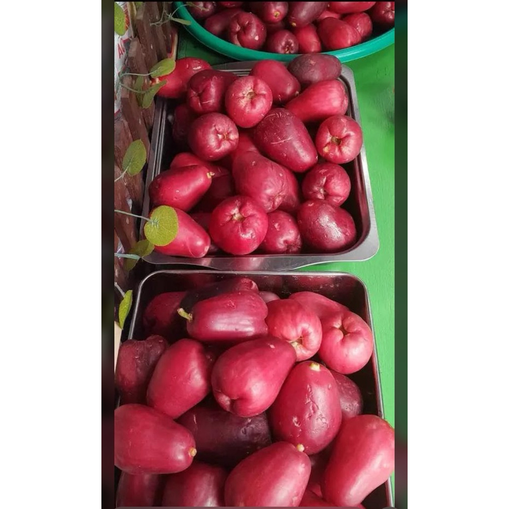 

jambu bol agung