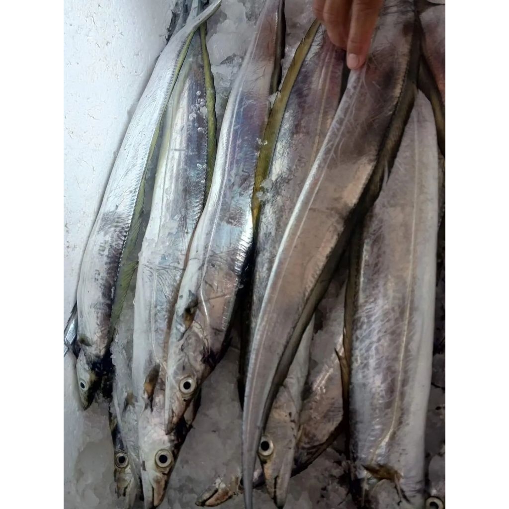 

ikan layur segar ikan layur laut 1kg