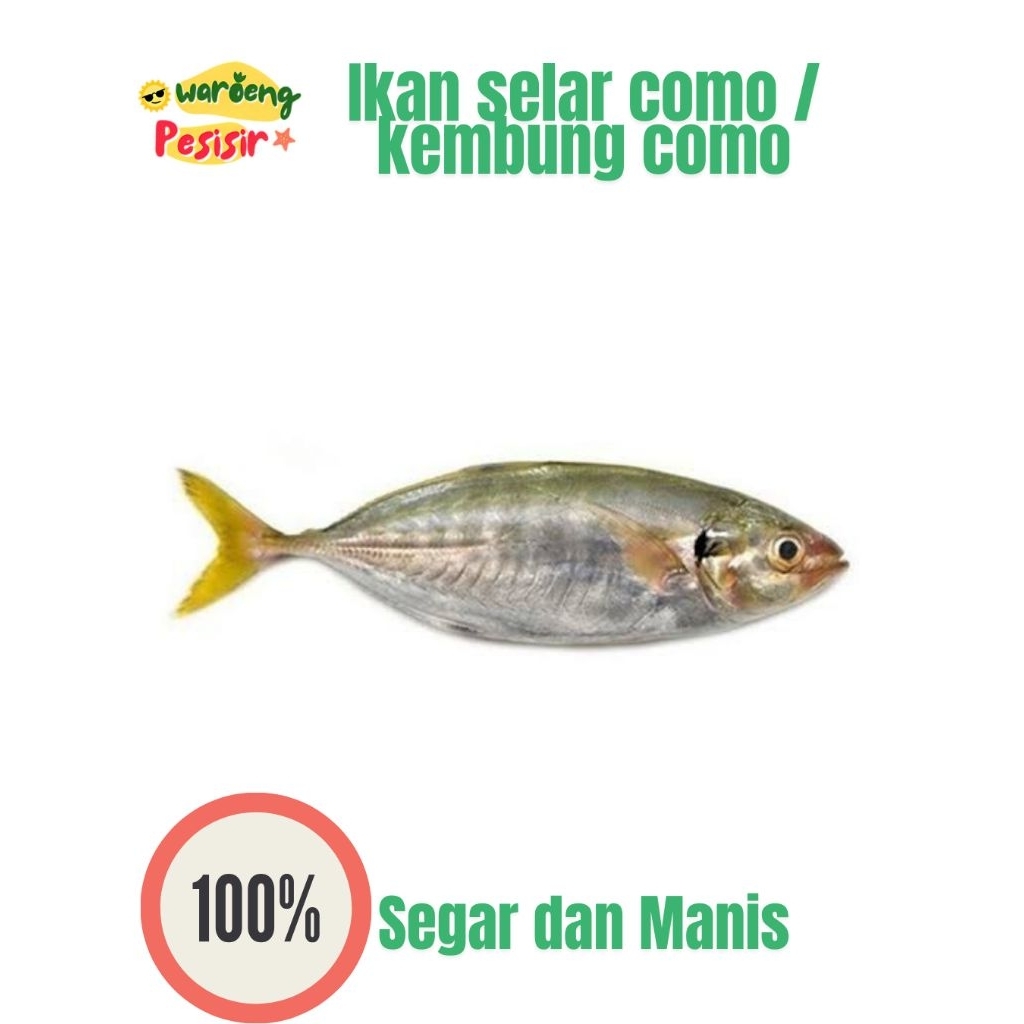 

IKAN SELAR COMO / IKAN KEMBUNG COMO SEGAR – DIJUAL PER KILOGRAM