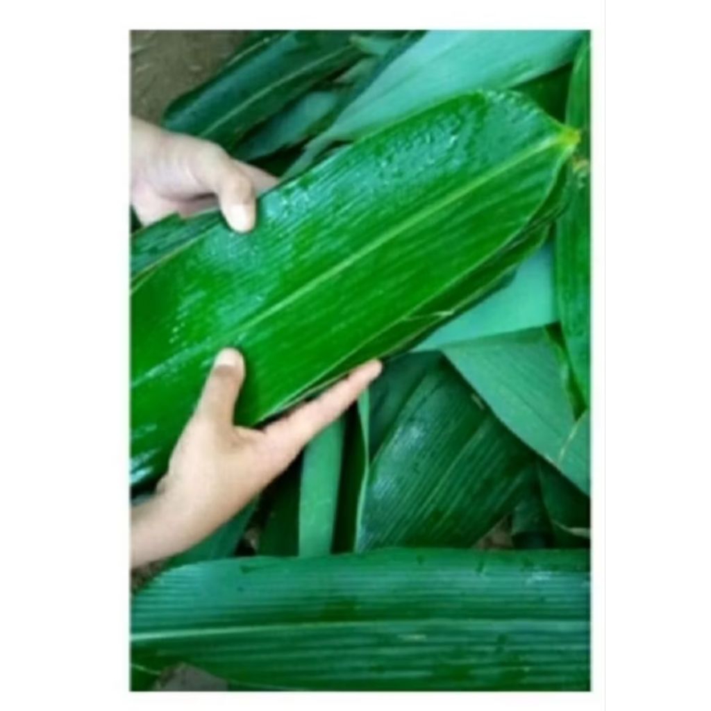 

100 lembar daun bambu bakcang/daun bambu segar/daun bambu jumbo siap pakai