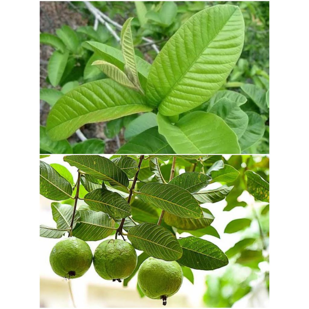 

Daun Jambu Biji Segar Petik Pohon Untuk Pengobatan Isi 50 Dan 100 Lembar