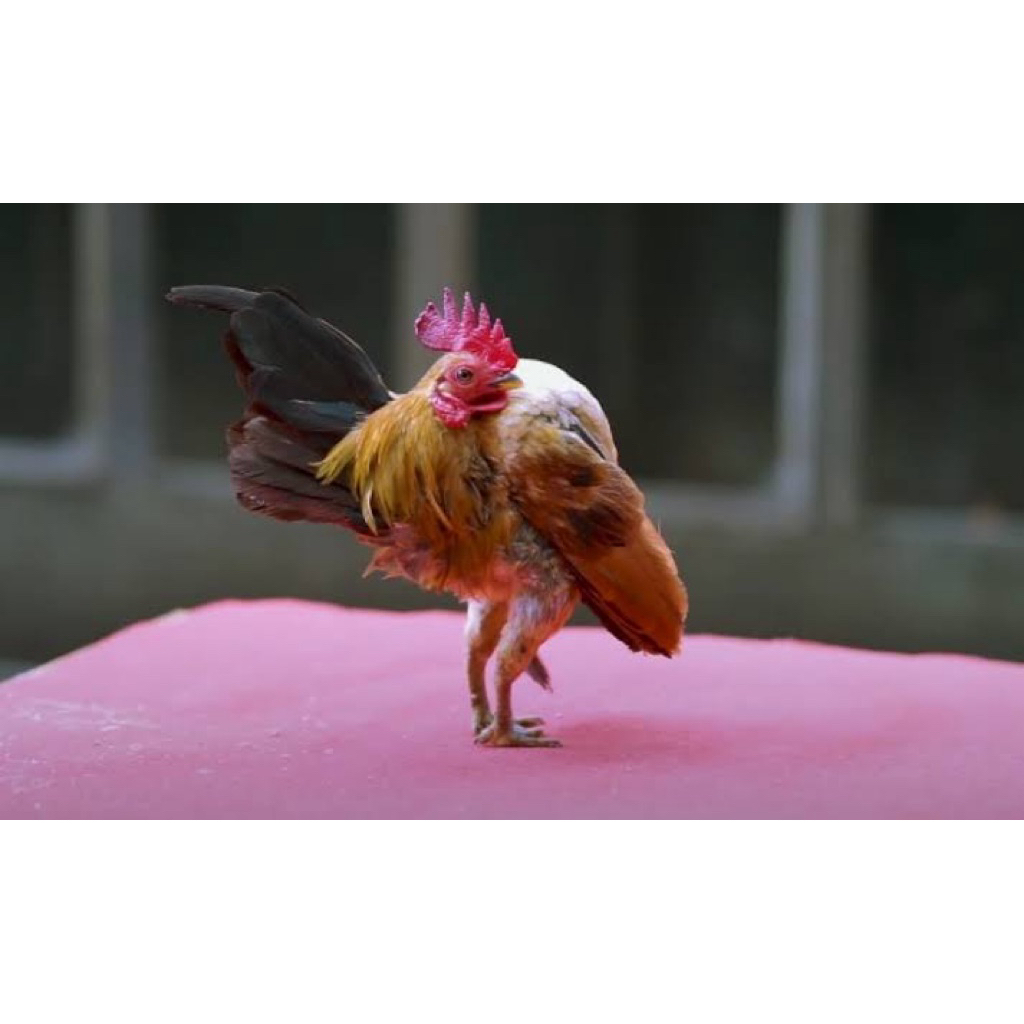 

TELUR FERTIL AYAM SERAMA UNTUK DITETASKAN