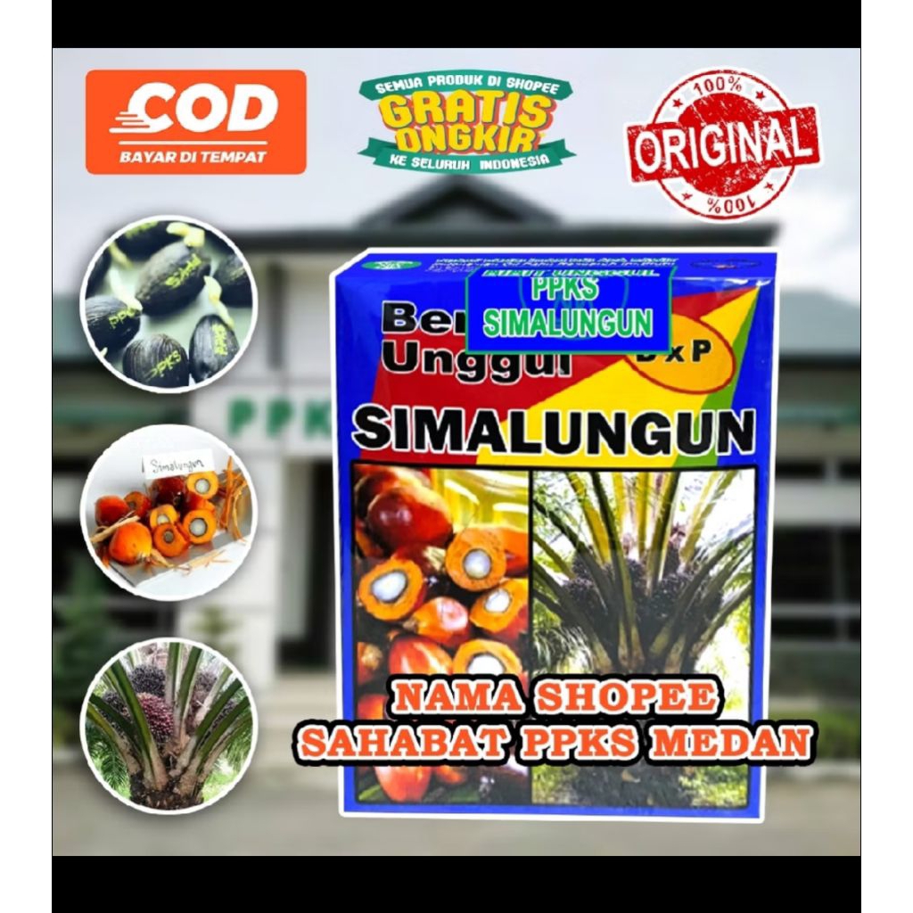 bibit benih kecambah sawit dxp simalungun