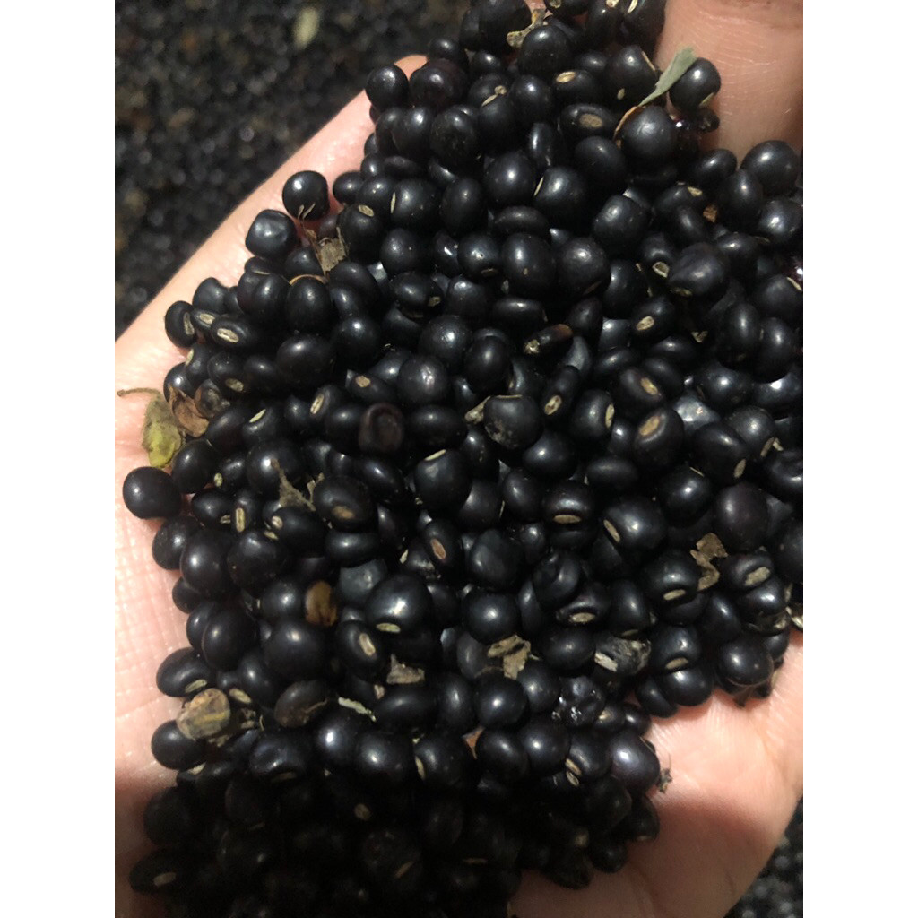 

biji gude asli 500gr