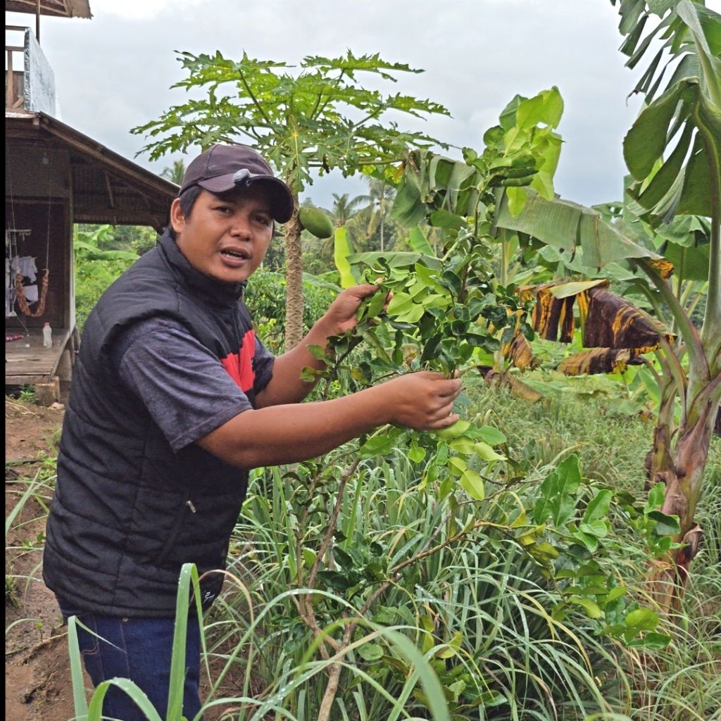 

Daun JERUK Purut FRESH Untuk Bumbu Pelengkap - Hasil Bumi Cianjur