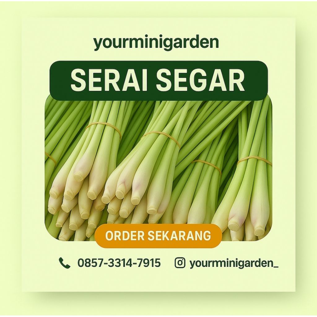 

SERAI MURAH SEGAR LANGSUNG TANGAN PERTAMA