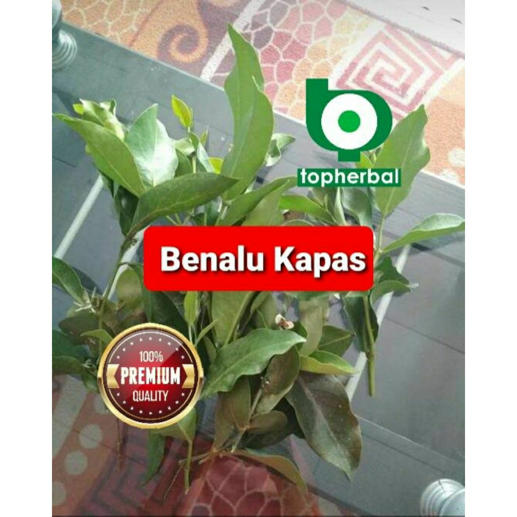 

Daun benalu kapas kering hijau grade A+ 1kg/1000gram
