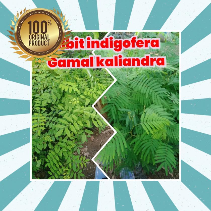 Bibit indigofera pakan ternak kambing